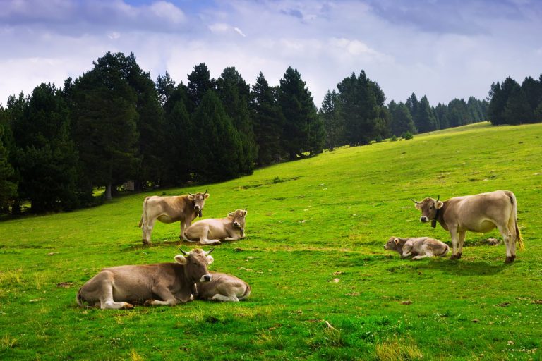 Zakaj so BIO mlečni izdelki edina prava izbira?