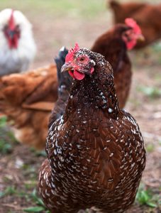 kokoš ekološka reja